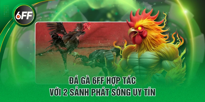 Đá gà 6FF hợp tác với 2 sảnh phát sóng uy tín