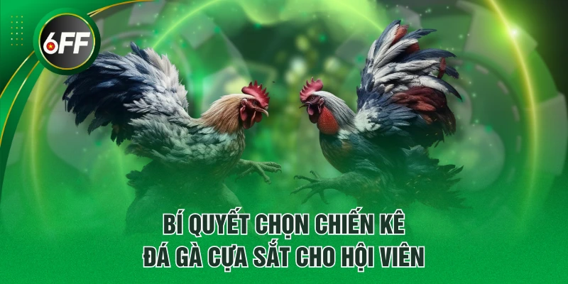 Đá Gà Cựa Sắt - 3 Dòng Chiến Kê Nổi Danh, Đá Đâu Thắng Đó 4 Bí quyết chọn chiến kê đá gà cựa sắt cho hội viên