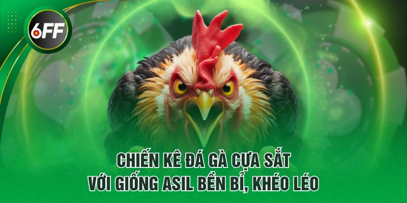 Đá Gà Cựa Sắt - 3 Dòng Chiến Kê Nổi Danh, Đá Đâu Thắng Đó 3 Chiến kê đá gà cựa sắt với giống Asil bền bỉ, khéo léo